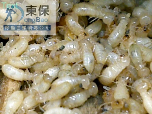 尋找白蟻防治廠商需了解的事